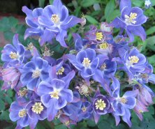 Aquilegia Winky  blue form