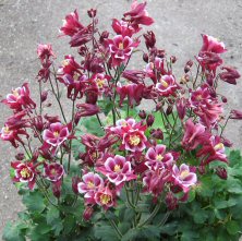 Aquilegia winky or similar