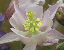 Aquilegia Winky pale pink form