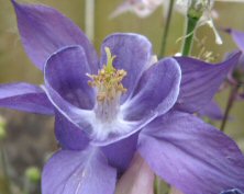 Aquilegia Winky purple form