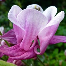 Aquilegia Biedermeier at Touchwood Swansea seeds to buy