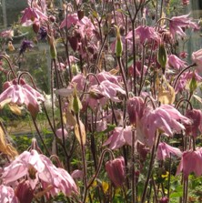 Aquilegia ecalcarata: Pink clematis-flowered