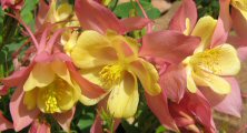 Aquilegia State Series 'Oregon'