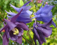 Aquilegia: Mixed blues