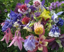 Aquilegia Touchwood Elite Mix