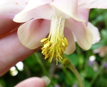 Breeding aquilegias by cross-pollination