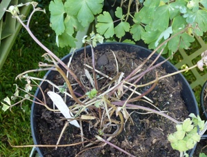 aquilegia downy mildew