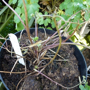 aquilegia downy mildew