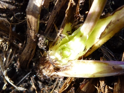 downy mildew aquilegias