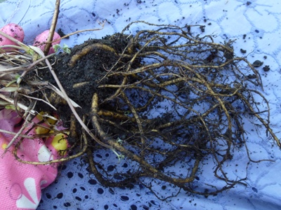 downy mildew aquilegias