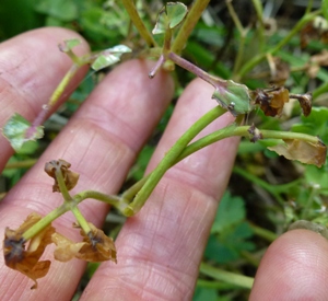 downy mildew of aquilegia