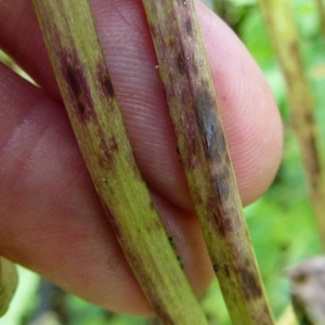 Downy mildew aquilegia stem