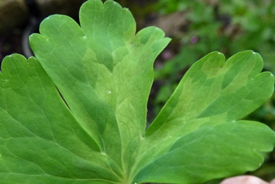 Downy-mildew-of-aquilegia