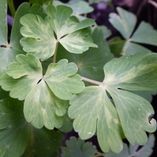 Aquilegia-downy-mildew