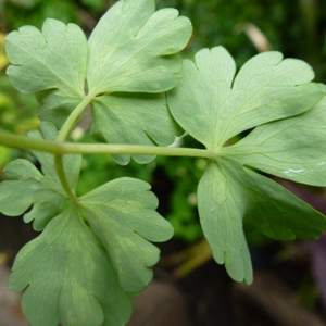 Aquilegia downy mildew