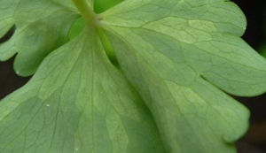 Aquilegia downy mildew