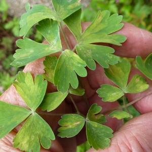 Aquilegia-downy-mildew