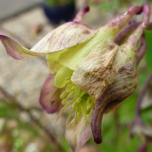 aquilegia downy mildew flower