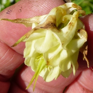 downy mildew on aquilegia flower