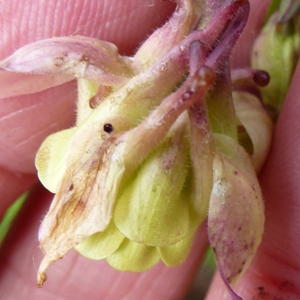 downy mildew on aquilegia flower