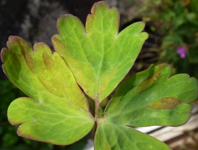 aquilegia downy mildew