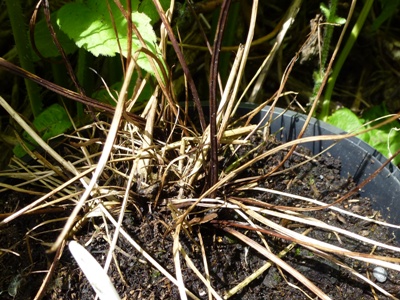 downy mildew aquilegia