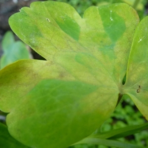 downy mildew aquilegia gold leaf