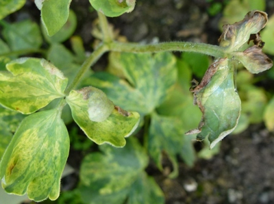 aquilegia downy mildew on variegated leaves