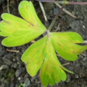 aquilegia downy mildew on golden leaves
