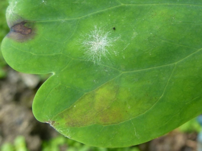 powdery and downy mildew on aquilegia