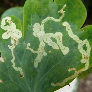 Aquilegia leaf miner