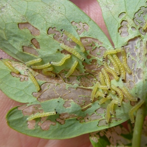 caterpillers on aquilegia