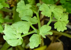 downy mildew in aquilegia