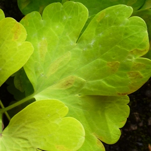 aquilegia downy mildew on golden leaves