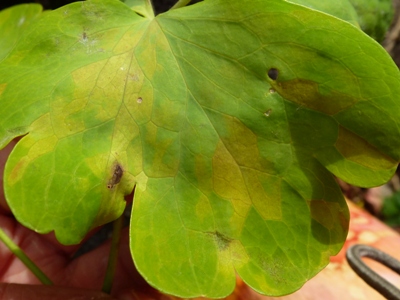 aquilegia downy mildew on golden leaves