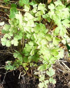 downy mildew aquilegia