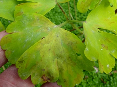 aquilegia downy mildew on golden leaves