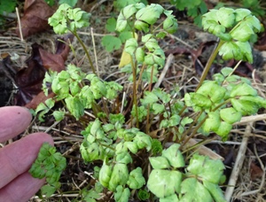 Downy mildew on in aquilegia