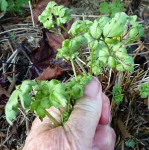 Aquilegia downy mildew