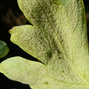 Aquilegia downy mildew