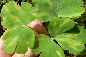 Aquilegia downy mildew