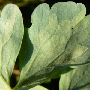 aquilegia downy mildew