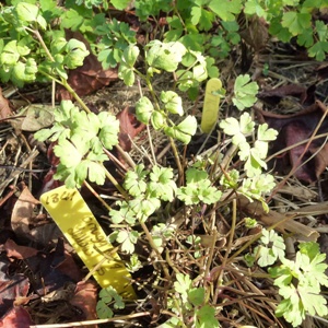 downy mildew aquilegia