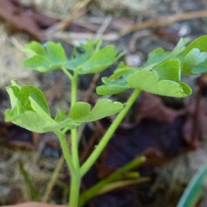 Aquilegia-downy-mildew-leaf