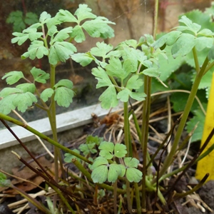 Aquilegia-downy-mildew-leaf