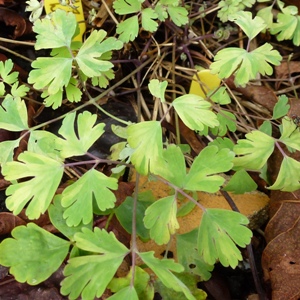 Aquilegia downy mildew