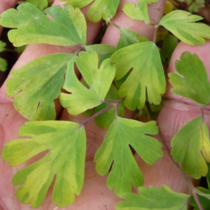 downy mildew of aquilegia