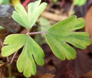 downy mildew of aquilegia