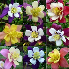 Aquilegia Swan Series at Touchwood