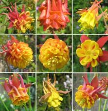 'Dragon's Breath' Red & yellow double aquilegias, only from Touchwood.